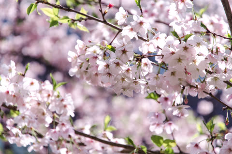 Pink cherry blossoms blooming on a branch.