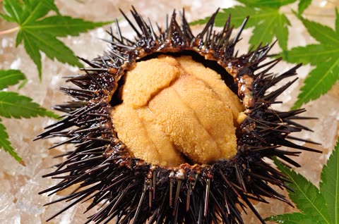 Sea urchin with exposed roe on a bed of ice, surrounded by maple leaves.